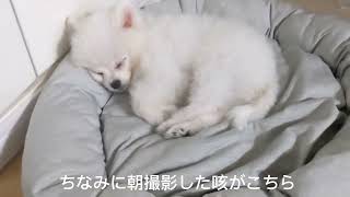 【犬風邪】愛犬がケンネルコフになったので病院に行ってきました