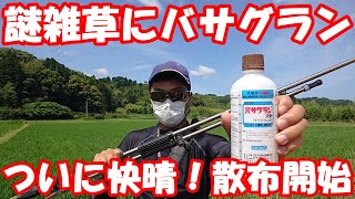 やっと快晴になりました！謎雑草に念願のバサグランを散布します。　散布方法