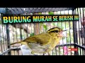 Burung Pare pare | blereng | cikrak daun GACOR❗