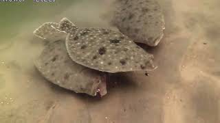 Underwater Flounder/Fluke Fishing Behavior!