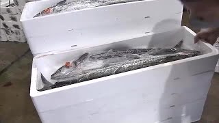 高松市で春を告げる魚「サワラ」の初競り【香川】 (23/04/21 11:40)