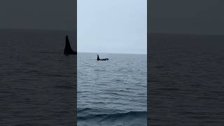 静かな海とオスのシャチ（2024年6月北海道知床羅臼／Calm sea and male killer whale(June,2024,Rausu,Shiretoko)orca