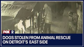 Dogs stolen from animal rescue on Detroit's  east side