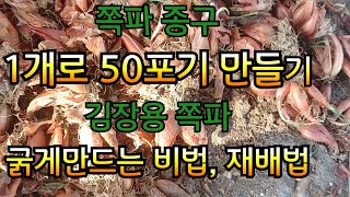 쪽파 종구 1개로 50개 만들기 김장용 쪽파 굵게하는 비법 이렇게하면 누구나 쉽게 재배