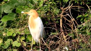 Cattle egrets building nest 黃頭鷺