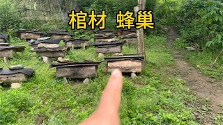 土蜂蜜为什么比养殖的好，看看大山里一个个木桶蜂巢你就知道了。