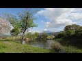 【4k】ukishimanuma fishing park walking video from japan dji pocket 2