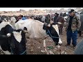 مباشرة من أحد أجمل اسواق الابقار الحلوب،🐄🐮 في المغرب الحبيب سلالة مختلطة ،👍🤚🙏