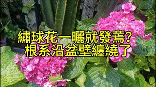 繡球花一曬就發蔫？根系沿盆壁纏繞了，要給根系多套一件防曬衣