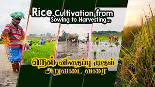 Rice Cultivation from Sowing to Harvesting / விதைத்தல் முதல் அறுவடை வரை நெல் சாகுபடி