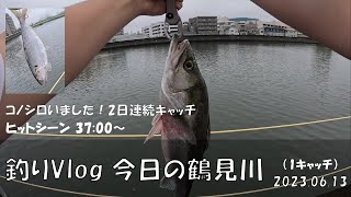 シーバス釣りVlog 今日の鶴見川 2023年6月13日（1キャッチ）狙い通り60cmクラスをキャッチ