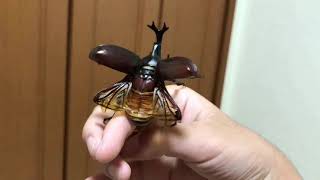 カブトムシが飛んだ　A beetle flew【飛行】