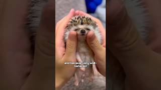 Hedgehogs hiding under the bed #animals #cute  #love #foryou #shorts