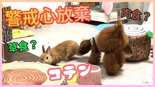 【進展】犬の前で愛うさぎが警戒心を放棄してコテンした日♡【トイプードルとうさぎのれおぴょん】