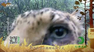 《秘境之眼》 大熊猫/豹/黄喉貂/中华鬣羚 20221119| CCTV