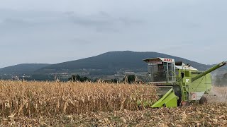 Zetva kukuruza DKC 5031 | Claas Dominator 56