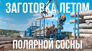 Программа «Технология жилья» о заготовке Полярной сосны