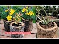 Tree stump planter DIY for Growing Aloe Vera plant