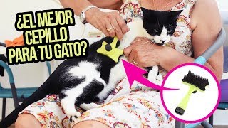 ¿Cada cuánto debo cepillar a mi gato?