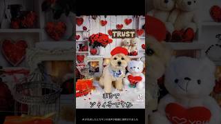 【ジャイ子？いいえ小太郎です‼️】#面白い #帽子 #トリミング #かわいい #ドラえもん #dog #犬 #tiktok