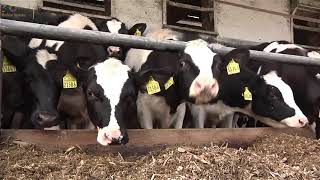 Feeding cows with modern technology on farms in Germany and saving millions of dollars.