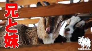 ヤギの兄妹「かい」と「すず」2023年2月11日 Goat Farm 手作りヤギ牧場　吉がけ牧場