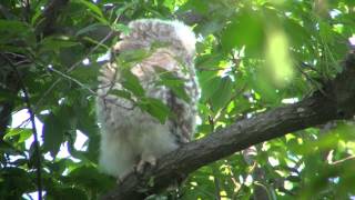 野鳥撮影・ フクロウのヒナ　Ural owl