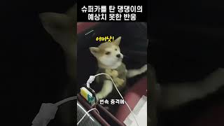 슈퍼카의 가속에 놀란 강아지의 반응이 너무 귀엽다