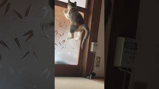 我が家の新入りにストーカーする猫🐱逆襲される🤣#保護猫動画 #保護猫 #子猫 #かわいい子猫 #おもしろ動画 #猫の日常