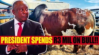 Cyril Ramaphosa Pays Millions for a Boran Bull - Luxury Lifestyle - HIGHEST NET WORTH