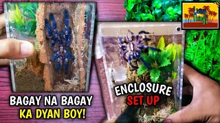 HOW TO SET UP TARANTULA ENCLOSURE | GOOTY SAPPHIRE ORNAMENTAL ENCLOSURE SET UP | LivingThingsTV