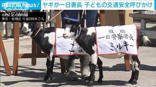 「道路に飛び出してはだメェ～」やぎの1日署長　子どもの交通安全呼びかけ 東京・板橋(2023年7月23日)