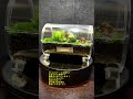 moss terrarium ～2208 5～ コケリウム shorts