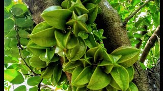 Star Fruit in Tamilnadu நட்சத்திர பழம் | Tamil Traditional Food