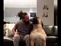 Huge Boerboel Molly says more kisses