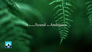 Relax Ambient Music Sounds of Nature for Sleeping