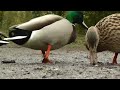 ducks quacking featuring mallard duck wigeon moorhen rook and mute swan