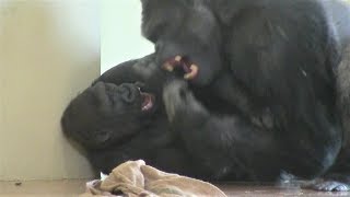 シャバーニと息子キヨマサ 58 Dad Shabani \u0026 son Kiyomasa