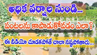 అధిక వర్షాలు నుండి పంటలను కాపాడుకోవడం ఎలా? #agriculture #heavyrains #raineffect @yuvaraithu6244