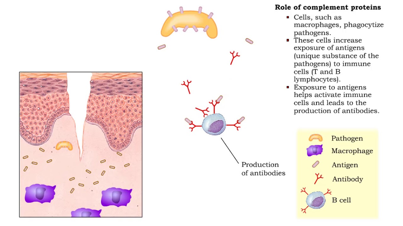Function Of Complement Proteins At David Daigle Blog