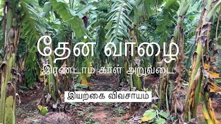 தேன் வாழை இரண்டாம் காள் அறுவடை | இயற்கை விவசாயம் | Banana Crop Second Yield | #farming#agri#organic