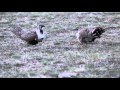 Greater Sage-Grouse (Centrocercus urophasianus) altercation