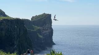 Isle of Lunga, Puffins, Scotland.