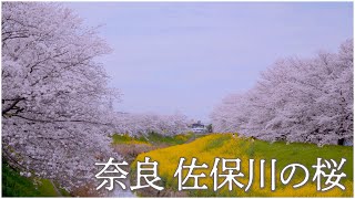 奈良 佐保川の桜と菜の花