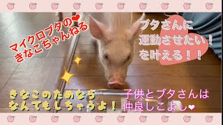 マイクロブタのきなこ❤︎があそぶおもちゃを作るぞ！