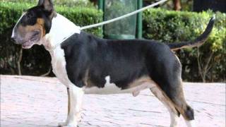 THE BEST CHAMPIONS BULL TERRIER