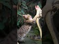 pertarungan sengit kucing pemberani vs king cobra kucing kucingvsular cat ularcobra kucinglucu