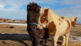 The most popular guy on the farm! The charm of this handsome miniature horse that captivates ever...