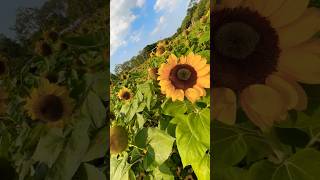 It’s me. Hi 👋 #sunflowers #bangkok #bangkokthailand