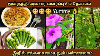 மூக்குத்தி அவரைக்காய் செடி வளர்ப்பு@sreevigahomegarden